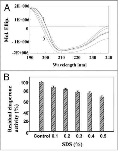 Figure 10 Effect of SDS: (A) on secondary structure of PgHsp70 [spectra 1–5 represents PgHsp70 and different concentration of SDS (0.2 to 0.5%) with PgHsp70 (B) on chaperone activity (experimental conditions as mentioned in Fig. 5).