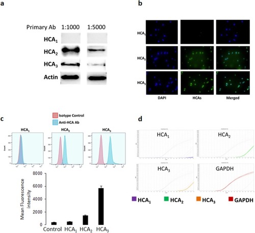 Figure 2 Expression of HCA receptors in NK92 cells. (A) Western blotting was performed on NK92 cell lysates incubated with primary antibodies for HCA1, HCA2, and HCA3 at two different concentrations (1:1000 and 1:5000). (B) Immunofluorescence staining of NK92 cells with specific antibodies for each HCA receptors. Green fluorescence showing binding of the anti-HCA antibodies, whereas blue fluorescence (DAPI staining) shows nuclear staining of the cells, and merged figures showing two images superimposed to each other for each HCA receptor. (C) Flow cytometry showing the expression of HCA1, HCA2, and HCA3. Red histograms showing the binding of the isotype control antibody, whereas blue histograms showing binding of the anti-HCA antibodies. (D) PCR data showing the mRNA expression of HCA receptors in NK92 cells. GAPDH mRNA expression was used as an internal control.