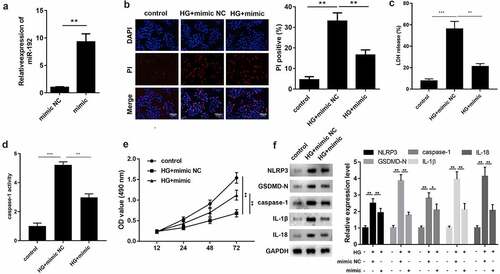 Figure 2. miR-192 restrains HG-induced pyroptosis in RPE cells. ARPE-19 cells were transfected with miR-192 mimic or NC oligonucleotides after administration of HG. (a) Transfection efficiency of miR-192 overexpression was confirmed using reverse transcription-quantitative PCR. (b) PI staining was performed to determine cell death. (c) The release of LDH. (d) The activity of caspase-1. (e) MTT analysis was employed to estimate the proliferation of transfected ARPE-19 cells. (f) Western blot analysis of the expression levels of pyroptosis-associated proteins. Experimental data are presented as the mean ± SD (n = 6). **P < 0.01, ***P < 0.001. miR-192, microRNA-192; RPE cell, retinal pigment epithelial cell; HG, high glucose.