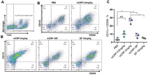 Figure 3 Monomeric CRP polarized the mouse peritoneal macrophages to pro-inflammatory phenotypes in C57BL/6 mice in vivo. Peritoneal macrophages were collected and F4/80, CD11c, and CD206 expression were analyzed by flow cytometry at 24 h after intraperitoneal injection. (A) All cells are gated by F4/80 staining, and (B) then the subtypes were differentiated by CD11c and CD206 staining in each group as indicated respectively. (C) Data represented the mean ± SD of five groups. n = 3 per group. *p<0.05.