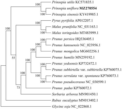 Figure 1. Phylogenetic tree inferred using maximum-likelihood (ML) method based on the complete chloroplast genome of 18 representative species, including 17 Rosaceae chloroplast genomes and 1 Glycine soja genome as the outgroup. Bootstrap values are shown as percentages at the branches. The complete chloroplast genome is downloaded from the NCBI database and shown after each species name.