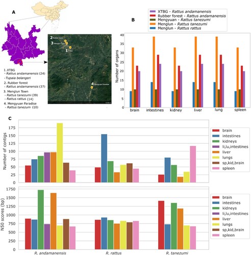 Figure 1. Sampling sites in Yunnan Province and viral metagenomics. Locations where rodents were trapped are shown in in yellow dots (a). The number of organ samples collected according to rodent species and location (b). Mengyuan Paradise hosts the croplands where rodent trapping took place. Average number of suspected viral contigs and N50 scores for each organ across rodent species (c). XTBG, Xishuangbanna Tropical Botanical Garden.