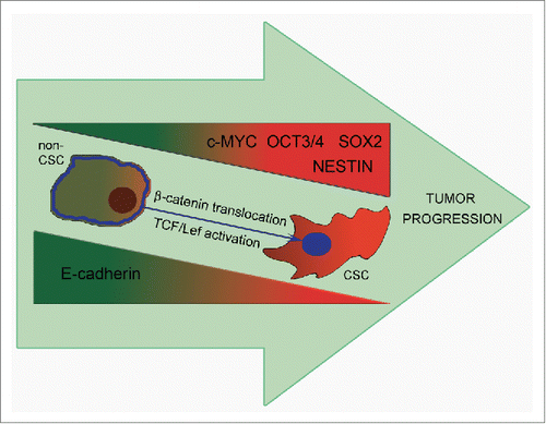 Figure 6. Upon tumor progression E-cadherin downregulation leads to an increase of the proportion of CSCs and acquisition of the ability to form secondary foci of tumor growth. E-cadherin repression results in elevation of genes maintaining stemness – Oct3/4, SOX2, Nestin and c-Myc playing a role in acquisition of CSCs features. A possible mechanism for the enhancement of CSCs properties may be the translocation of β-catenin to the nucleus and activation of the Wnt/β-catenin pathway (partly through c-MYC increased transcription).