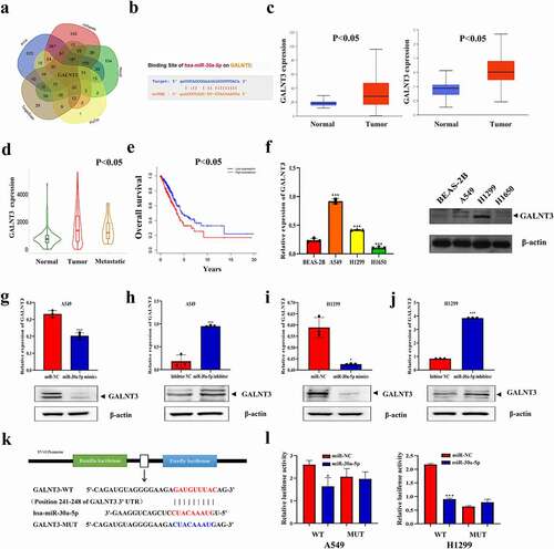 Figure 4. miR-30a-5p inhibits LUAD progression by regulating GALNT3. (a) Online database predicting possible downstream target genes of miR-30a-5p. (b) The binding sites of miR-30a-5p and GALNT3. (c) Online database predicting the differences in mRNA and protein expression levels of GALNT3 (p < 0.05). (d) Changes in the expression of GALNT3 with LUAD metastasis were analyzed by the online database (p < 0.05). (e) Survival analysis of GALNT3 in LUAD. (f) GALNT3 expression was detected by qRT-PCR and western blot (***p < 0.001). (g-j) miR-30a-5p regulated the mRNA and protein expression verification of GALNT3 (*p < 0.05,***p < 0.001). (k) Construction of the wild-type sequence plasmid (GALNT3-WT) and mutant sequence plasmid (GALNT3-MUT) containing miR-30a-5p and GALNT3 binding sites. (l) Dual-luciferase reporter assay proving that miR-30a-5p and GALNT3 bind to each other (*p < 0.05, ***p < 0.001).