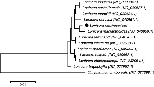 Figure 1. The phylogenetic tree was constructed using chloroplast genome sequences of 12 species in Lonicera and setting Chrysanthemum boreale as outgroup based on the Maximum-Likelihood analysis using 500 bootstrap replicates. Chloroplast genome sequences used for this tree are Chrysanthemum boreale, NC_037388.1; Lonicera ferdinandi, NC_040963.1; Lonicera hispida, NC_040962.1; Lonicera insularis, NC_039634.1; Lonicera maackii, NC_039636.1; Lonicera macranthoides, NC_040959.1; Lonicera nervosa, NC_040961.1; Lonicera praeflorens, NC_039635.1; Lonicera sachalinensis, NC_039637.1; Lonicera stephanocarpa, NC_037954.1; Lonicera tragophylla, NC_037953.1; Lonicera vesicaria, NC_039638.1.