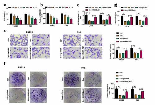 Figure 2. The influence of Sev and HMMR-AS1 on glioma progression. (a) Cell viability was detected in LN229 and T98 cells after stimulation of different doses of Sev. (b) HMMR-AS1 abundance was examined in LN229 and T98 cells after stimulation of various doses of Sev. (c) HMMR-AS1 level was detected in LN229 and T98 cells with transfection of HMMR-AS1 overexpression vector or pcDNA after treatment of 5.1% Sev. Cell viability (d), invasion (e), colony formation (f) were examined in LN229 and T98 cells transfected with HMMR-AS1 overexpression vector or pcDNA after treatment of 5.1% Sev. *P < 0.05