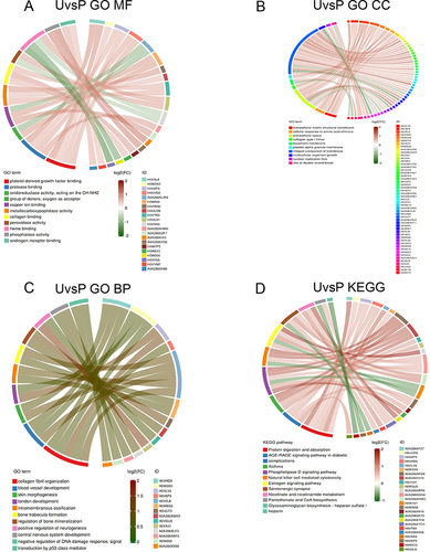 Figure 8 Enrich circos plot of the differentially expressed protein (DEPs) between the group P and group U. (A) Molecular functional (MF) enrichment analysis. (B) Cell component (CC) enrichment analysis. (C) Biological process (BP) enrichment analysis. (D) Kyoto encyclopedia of genes and genomes (KEGG) analysis of DEPs. U group: an ultraviolet radiation, P group: a combination of progesterone injection and ultraviolet radiation.