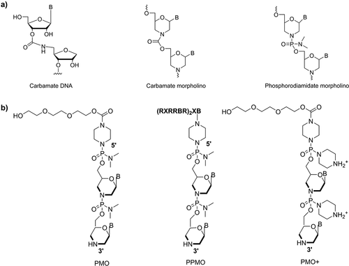 Figure 2. (a) Examples of backbone with carbamate, carbamate morpholino, and phosphorodiamidate morpholino backbones. (b) The structure of the most advanced phosphorodiamidate morpholino oligomer (PMO) prototypes; PMOs, peptide-conjugated PMOs (PPMOs), and PMOs having positionally specific positive molecular charges (PMOplus)