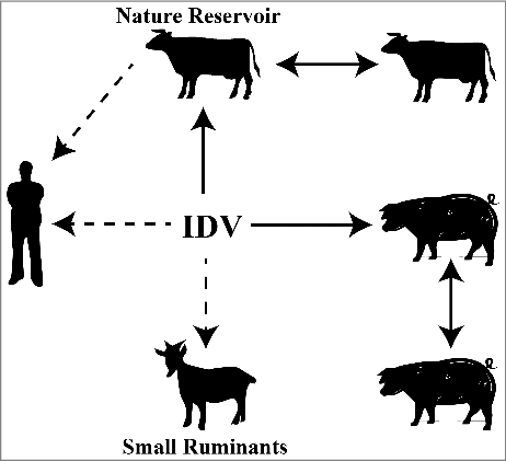 Figure 1. Reservoir host mode diagram of IDV. IDV was initially isolated from pigs and subsequently from bovine. Since the seroprevalence in bovine is much higher than in swine, bovine is considered to be the primary natural reservoir for IDV. IDV can be transmitted between cattle and also between pigs as indicated by the solid line. Antibody specific for IDV were also detected in sera form small ruminants (sheep and goat) and from humans, especially in people with cattle exposure, but no virus was isolated (indicated by dotted line), indicating that IDV may be transmitted from cattle to humans (dotted line)