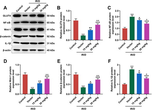 Figure 4. PCA regulated the protein expression of factors related to the NF-κB and Wnt1/β-catenin pathways in liver tissues of IR/D rats. (A–F) The protein expression of GLUT4, NF-κB, Wnt1, β-catenin, and IL-1β in the liver tissues of IR/D rats pretreated with PCA or not was measured by Western blot. (***p < 0.001 vs. Control; +p < 0.05, ++p < 0.01, +++p < 0.001 vs. Vector; ∧p < 0.05 or ∧∧p < 0.01 vs. 15 mg/kg). (PCA: Protocatechuic Acid, IR/D: insulin resistance type 2 diabetic, IL-1β: interleukin-1β, GLUT4: glucose transporter-4, NF-κB: nuclear factor kappa B).