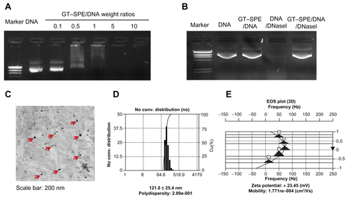 Figure S2 Characterizations of GT–SPE/DNA complexes. (A) Agarose gel electrophoresis of GT–SPE/DNA complexes at various weight ratios of the complexes. (B) DNA protection and release assay. (C) EF-TEM images of GT–SPE/DNA complexes. (D) Size distribution assay. (E) Particle surface charges of copolymer/DNA complexes.Abbreviations: EF-TEM, energy-filtered transmission electron microscopy; GT–SPE, glycerol triacrylate–spermine.