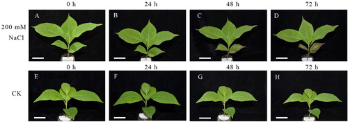 Figure 1. Phenotypic change of M. denudata exposure to 200 mmol L−1 NaCl. (A)-(D): plants exposed to NaCl. (E)-(H): Plants grown in the absence of stress. Bar=5.0 cm.