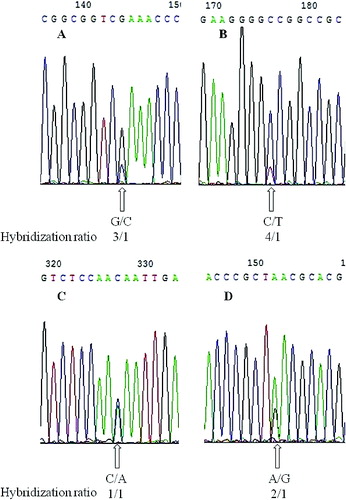 Figure 3. Hybridization analysis of tomato varieties based on the Chromas sequencing result. Yellow Mountain View (No. 8) and Seuwiteuking (No. 13) were used as examples. Hybridized nucleotide sites are marked with arrows under the Chromas sequencing result, and the nucleotides present and the hybridization ratio are shown below. Hybridized nucleotide sites in Yellow Mountain View sequences (A, B and C); a hybridized nucleotide site in a Seuwiteuking sequence (D).