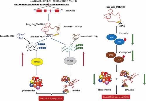 Figure 9. The schematic diagram shows the mechanism underlying circRNA0047905 as a ceRNA for miR4516 and miR1227-5p.