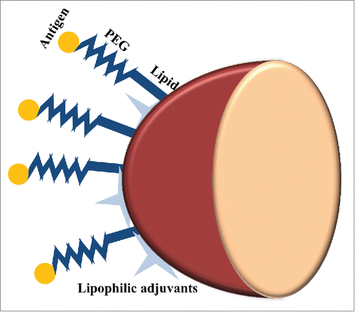 Figure 6. Pathogen-mimicking PLGA particles as vaccine delivery platform. In order to avoid antigen denaturation that can be caused by encapsulation process and preserve the structure and surface chemistry of antigens, they are conjugated to the PEGylated lipid shell of PLGA particles. Lipophilic molecular danger signals such as MPLA and αGC can also be incorporated into the surface of these lipid-enveloped PLGA particles.