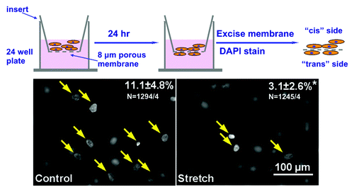 Figure 2. Transwell migration assay. Top, Experimental procedure. Bottom, Representative images from migration assay, filled circles (yellow arrows) correspond to nuclei of migrated cells, blurred are “cis” nuclei. Upper right numbers indicated percent of cells migrated, stretched cells showed a significant decrease in cell motility. (p < 0.05, n = ~1200 cells from four experiments).