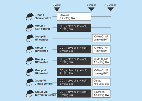 Figure 1.  Group division and treatment protocol of in vivo animal studies.Aqueous solution of NP: OD430 = 0.5; Silymarin concentration: 70 mg/ml.