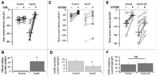 Figure 4. Pharmacological dissection of enhanced calcium currents when CaV2.1 is expressed in SCG neurons. (A), Summary of control (-) and ω-Agatoxin IVA inhibited (+) current amplitudes in uninjected (○; n = 10), and CaV2.1- expressing (△; n = 7) SCG neurons. Averages ± standard errors are also indicated as black lines with error bars for each group. (B), Bar graph illustrating average (±SEM) current density inhibited by ω-Agatoxin IVA (total – remaining current) in each group. * indicates p < 0.05. (C), Summary of control (open) and ω-conotoxin mVIIA inhibited (filled) current amplitudes in uninjected (○, •; n = 8), and CaV2.1- expressing (△, ▾; n = 9) SCG neurons. Averages ± standard errors are also indicated as black lines with error bars for each group. (D), Bar graph illustrating average (±SEM) current density inhibited by ω-conotoxin mVIIA (total – remaining current) in each group. (E), Summary of control (open) and ω-conotoxin mVIIA inhibited (filled) current amplitudes in control (○; n = 6), and CaV2.1+CaV2.2- expressing (▽; n = 9) SCG neurons. Averages ± standard errors are also indicated as black lines with error bars for each group. F, Bar graph illustrating average (±SEM) current density inhibited by ω-conotoxin mVIIA (total – remaining current) in each group. * indicates p < 0.05.