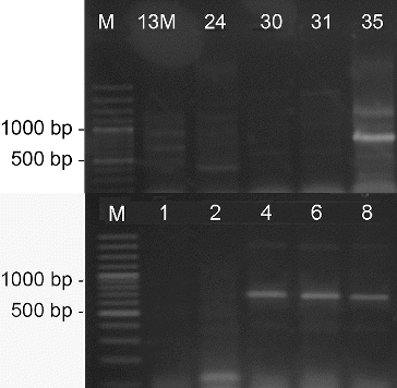 Figure 6. PCR-amplification of streptomycetes DNA for glycopeptide antibiotic genes. M- DNA Ladder (Fermentas); the number of each lane corresponds to the numbers of the strains.