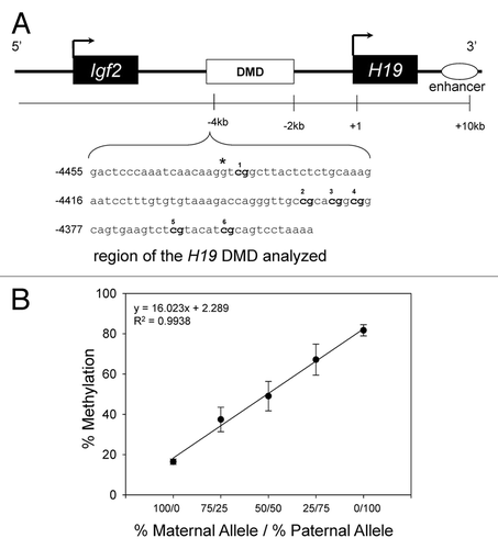 Figure 1. Schematic representation of the H19/ Igf2 loci in mice illustrating the region analyzed for methylation status. (A) The CpG-rich H19 DMD sequences analyzed for methylation status is shown. The CpG sites are bolded. Numbering of the sequence is relative to the transcriptional start site (+1). *A species-specific variant, a G (C57BL/6J allele) → A (Cast allele) at nucleotide -4437, was used to distinguish the Cast allele from the C57BL/6J (Cbs+/+ and Cbs+/−) allele. (B) Levels of methylation in samples containing known amounts of the C57BL/6J (Cbs+/+ or Cbs+/−) maternal allele and paternal allele. Results shown are the mean ± SD.