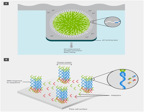 Figure 7. (A) Technology for Ion Torrent sequencing and (B) technology for Illumina sequencing (Adapted from Thermo Fisher Scientific: DNA Sequencing Technologies–History and Overview) [Citation30].