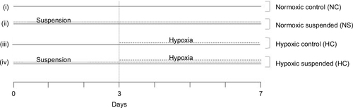 Figure 1 Experimental set-up. Mice were randomly assigned to 4 different experimental groups (n=10 mice per group): (i) Normoxic control (NC) group: mice were kept under normoxic conditions (FiO2=21%) from day 0 to the day of sacrifice (day 7); (ii) Normoxic suspended (NS) group: mice were subjected to suspension from day 0 to day 7 under normoxic conditions (FiO2=21%); (iii) Hypoxic control (HC) group: mice were housed into a hypoxic chamber at 50 kPa (FiO2=10%) for 4 days before sacrifice (day 3 to day 7); (iv) Hypoxic suspended (HS) group: mice were subjected to suspension for 7 days (day 0 to day 7) and were transferred into a hypoxic chamber at 50 kPa (FiO2=10%) for the 4 final days of suspension (day 3 to day 7).