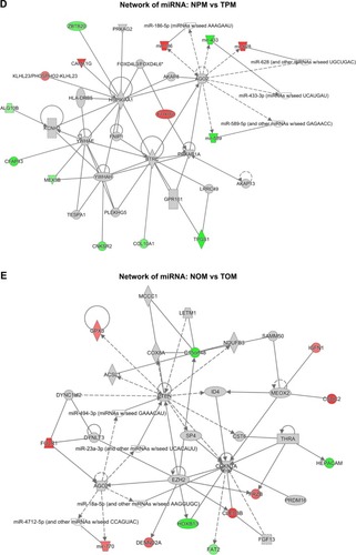 Figure 5 Ingenuity pathway analysis (IPA) network analyses and epigenetic regulation of histone modification, microRNAs, and long non-coding RNAs.Notes: (A) IPA network of NPM vs TPM. (B) IPA network of NOM vs TOM. (C) Expression levels of representative histone-modifying enzymes and long non-coding RNAs quantified by qRT-PCR. (D) MicroRNA regulatory network of NPM vs TPM. (E) MicroRNA regulatory network of NOM vs TOM. (F) Expression of differentially expressed microRNAs quantified by qRT-PCR. *P<0.05.Abbreviations: HDAC, histone deacetylase; KDM4E, lysine demethylase 4E; NOM, TiO2 nanotubes with osteoinduction medium; NPM, TiO2 nanotubes with proliferation medium; TOM, titanium with osteoinduction medium; TPM, titanium with proliferation medium.