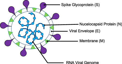 Figure 1 Schematic diagram of the structural features of coronavirus SARS-CoV-2 and its main structural proteins.