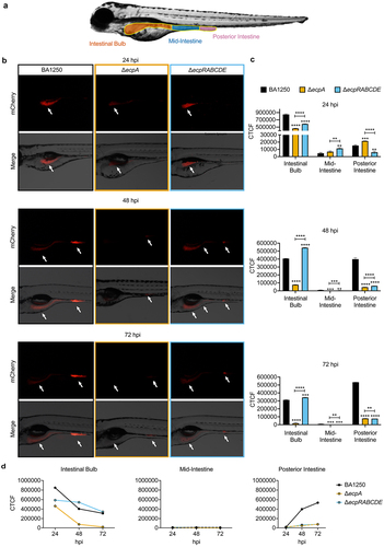 Figure 2. ECP impact the dynamic localization of BA1250 within the zebrafish gut. (a) Diagram showing the major regions of the zebrafish intestinal tract. (b) Fluorescent and merged light images showing location of BA1250, BA1250ΔecpA, and BA1250ΔecpRABCDE (all carrying pGEN-mCherry, red) at 24, 48, and 72 hpi of zebrafish, which were orally colonized at 96 hpf. The larvae are~3 mm long at this stage. White arrows indicate areas of bacterial colonization. (c) Graphs show levels of each bacterial strain, as determined by calculating Corrected Total Cell Fluorescence (CTCF), within the indicated regions of the gut over time. Bars indicate mean values ± SD. **, P < 0.002 by Mann Whitney U tests; n = 6. (d) CTFC values from each strain within the indicated intestinal regions plotted against time. Symbols in the line graphs denote mean values ± SD.