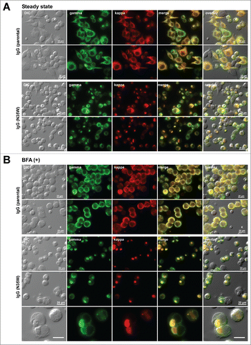 Figure 2. Single amino acid substitution leads to a marked increase in Russell body phenotype occurrence during immunoglobulin biosynthesis. Fluorescent micrographs of HEK293 cells expressing the parental IgG or its N35W variant. On day-2 post transfection, HEK293 cells were resuspended in fresh cell culture media with or without 15 μg/ml BFA, then immediately seeded onto poly-lysine coated glass coverslips and statically cultured for 24 hr. On day-3, cells were fixed, permeabilized, and immuno-stained. Co-staining was performed by using FITC-conjugated anti-gamma chain and Texas Red-conjugated anti-kappa chain polyclonal antibodies. Green and red image fields were superimposed to create ‘merge’ views. DIC and ‘merge’ were superimposed to generate ‘overlay’ views. (A) Subcellular localization of gamma-chain and kappa-chain was visualized under steady-state normal cell growth conditions. Two representative image fields for the parental IgG expressing cells are shown in the first 2 rows. Two representative image fields for N35W variant IgG expressing cells are shown in rows 3 and 4. (B) Gamma- and kappa-chains of the parental IgG (first 2 rows) and N35W variant IgG (rows 3 to 5) were visualized after 24 hr BFA treatment. The RB phenotype frequency for each mAb under steady-state or after BFA treatment is stated in the text. Unlabeled scale bar represents 10 μm.