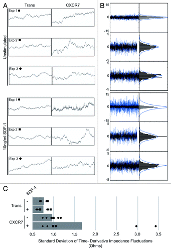 Figure 4. CXCR7+ EC display increased micromotion by ECIS. (A) Extracted impedance readings from ECIS traces scaled to 2 h by 100 ohms. Curves shown are impedance traces of pLEC infected with Trans or Trans+CXCR7 and treated with media only (Unstimulated, top 3 panels) or 10 ng/ml SDF-1/CXCL12 (bottom three panels). Symbols indicated for each experiment correspond to the data points shown in (C). (B) Overlayed time differential (left) and binned histograms of time differential data (right) for Trans (black, overlayed) and Trans+CXCR7 (blue, underlayed) corresponding to the same panels in (A). (C) Quantitation of the standard deviation of impedance fluctuations in Trans or Trans+CXCR7 cultures with or without 10 ng/ml SDF-1/CXCL12. Analysis includes duplicate wells from three independent experiments (black data points) and the average for each condition (gray bar).