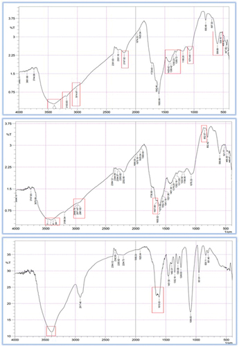 Figure 1. FTIR diagrams of I) IONPs, II) St-IONPs, and III) DOX@St-IONPs.