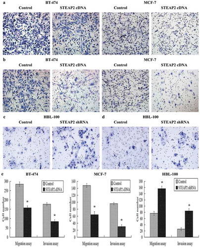 Figure 3. Effects of STEAP2 up-regulation and down-regulation on breast cancer cell migrating and invasive activities. (a) Images of cell migration assay performed in control or STEAP2 cDNA infected MCF-7 and BT-474 cells by Boyden chambers without Matrigel. (b) Images of cell invasion assay performed in control or STEAP2 cDNA infected MCF-7 and BT-474 cells by Boyden chambers coated with Matrigel. (c) Images of cell migration assay performed in control or STEAP2 shRNA infected HBL-100 cells by Boyden chambers without Matrigel. (d) Images of cell invasion assay performed in control or STEAP2 shRNA infected HBL-100 cells by Boyden chambers coated with Matrigel. (Magnification×200). (e) The average counts of STEAP2 cDNA transfected MCF-7 and BT-474 cells that invaded or migrated were significantly less than that of control cells, meanwhile, the average counts of STEAP2 shRNA transfected HBL-100 cells that invaded or migrated were remarkably more than that of control cells. In summary, STEAP2 up-regulation inhibited invasion and migration abilities of breast cancer MCF-7 and BT-474 cells, otherwise, STEAP2 down-regulation promoted invasion and migration abilities of normal breast HBL-100 cells. *P < .05.