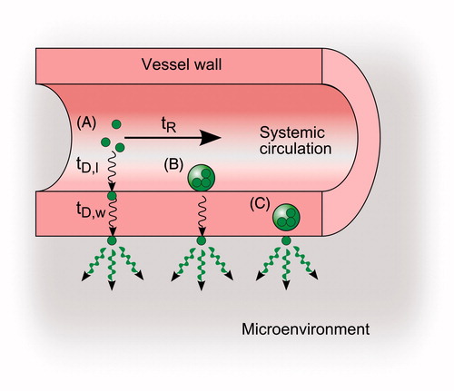 Figure 3. Characteristic times of payload (small green spheres) transport from drug vectors (large spheres) for three drug vector localizations within a vessel and systemic delivery: (A) systemic delivery, (B) vector adhered to vessel wall and (C) vector internalized into vessel wall.