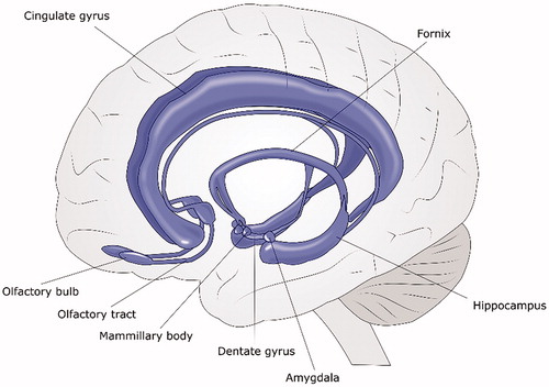 Figure 5. Anatomical access of the olfactory pathway to memory and emotion centers in the brain.