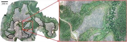 Figure 3. Example forest stand of a 5-year-old Pinus radiata used in this work. The black lines indicate the borders of the regions of interest.