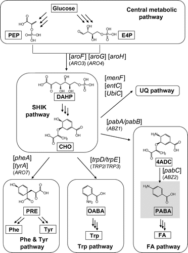 Fig. 1. PABA synthesis pathways in E. coli and S. cerevisiae.Note: E. coli and S. cerevisiae harbor the genes in square brackets and the parentheses, respectively. The product in the gray shadow is the target aromatic compound, PABA. PRE, prephenic acid; OABA, o-aminobenzoic acid.