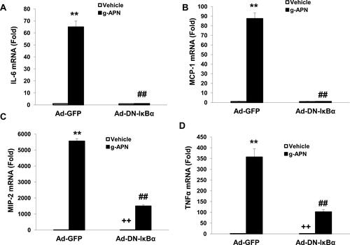Figure 5 Ad-DN- IκBα decreased the expression of IL-6, MCP-1, MIP-2 and TNFα (A–D) in presence of g-APN in Raw 264.7 cells. **Compared with vehicle in Ad-GFP cells, P<0.01; ##Compared with vehicle in Ad-DN-IκBα cells; ++Compared with g-APN in Ad-DN-IκBα cells, P<0.01, each group n=6.