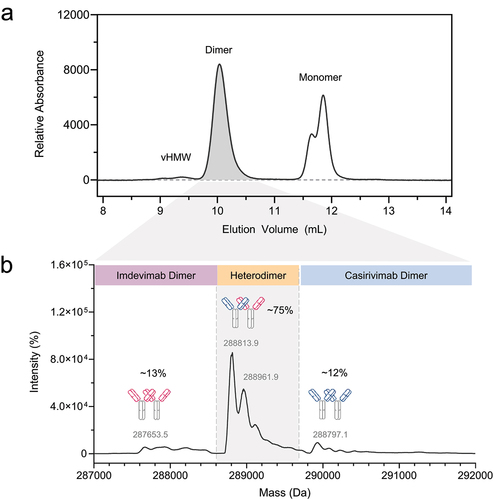 Figure 3. Analysis of the dimer peak by native SEC-UV-MS reveals successful enrichment of heterodimer. (a) UV spectrum for deglycosylated enriched heterodimer. (b) Deconvoluted masses corresponding to the dimer region of (a) demonstrates that ~ 75% of the deconvoluted MS signal corresponds to heterodimer with ~ 12–13% each contribution from each homodimer.