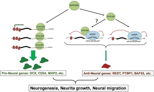 Figure 6. Model for the dual role of SYNCRIP in the post-transcriptional regulation of neuronal mRNAs. See text for further details