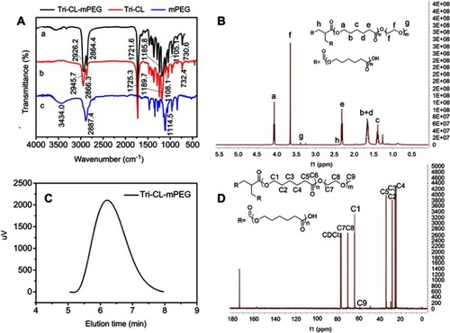 Figure 3 Tri-CL-mPEG characterization: (A) FT-IR spectra of (a) Tri-CL-mPEG, (b) Tri-CL, and (c) mPEG; (B) 1H NMR spectrum; (C) GPC curve; (D) 13C NMR spectrum.Abbreviations: mPEG, methoxypolyethylene glycol; Tri-CL, tricarballylic acid-poly (ε-caprolactone); Tri-CL-mPEG, tricarballylic acid-poly (ε-caprolactone)-methoxypolyethylene glycol.