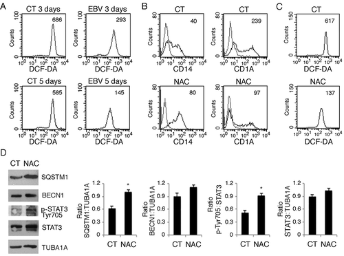 Figure 6. EBV infection reduces the production intracellular of ROS that promotes monocyte differentiation and autophagy. (a) FACS analysis of ROS production by differentiating monocytes exposed or unexposed to EBV and cultured with CSF2 and IL4 for 3 and 5 days, measured by DCFDA staining. The mean of fluorescence intensity is indicated. Solid grey peaks represent the isotype controls. One representative experiment out of 3 is shown; (b) FACS analysis for CD14 and CD1A expression of differentiating monocytes cultured for 5 days with CSF2 and IL4 in the presence or absence of the ROS scavenger NAC. The mean of fluorescence intensity is indicated. Solid grey peaks represent the isotype controls. One representative experiment out of 3 is shown; (c) FACS analysis of ROS production by differentiating monocytes in the presence or absence of NAC, measured by DCFDA staining. The mean of fluorescence intensity is indicated. Solid grey peaks represent the isotype controls. One representative experiment out of 3 is shown; (d) western blot analysis of SQSTM1, BECN1, pSTAT3 (Tyr705) and total STAT3 expression of differentiating monocytes cultured with CSF2 and IL4 in the presence or absence of NAC. TUBA1A was used as loading control. One representative experiment out of 3 is shown. The histograms represent the mean plus S.D. of the densitometric analysis of the ratio of SQSTM1:TUBA1A, BECN1:TUBA1A, p-STAT3 (Tyr705):STAT3 and STAT3: TUBA1A of 3 different experiments. * P value < 0.05.