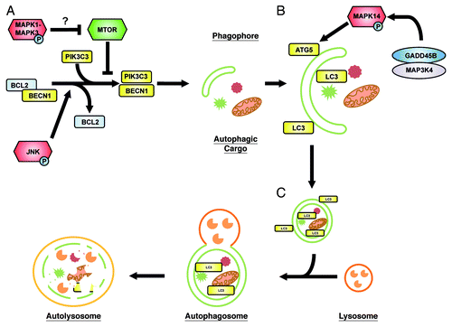 Figure 1. A model of regulatory mechanisms of MAPK signaling in autophagy. In the absence of amino acids or in response to certain stimuli, the cell mounts an autophagic response. This can be influenced by a number of different intracellular mediators, one of these being the mitogen activated protein kinases (MAPKs). (A) The initiation phase of autophagy. MAPK1-MAPK3 was reported to inhibit MTOR activity and thus contribute to the initiation of autophagy. However, the exact mechanism is not fully understood. JNK phosphorylates BCL2 thereby disrupting the BECN1-BCL2 complex and allowing for the activation of autophagy through BECN1. A phagophore is formed at the phagophore assembly site. (B) The elongation phase of autophagy. The autophagosomal membrane is elongated in a LC3-II- and ATG5-dependent manner. Here, we could show that GADD45B and MAP3K4 together direct MAPK14 to the autophagosomal membrane, where it phosphorylates ATG5. (C) The maturation phase of autophagy. The autophagosome fuses with a lysosome, leading to vesicle acidification and subsequent cargo degradation. MAPKs are shown in red, ATG proteins in yellow, MTOR in green and other, important regulators are depicted in gray/blue.
