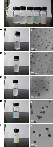 Figure 4 Images of the p(AAPBA-b-DEGMA) NP suspensions (1) and TEM micro-graphs of the dried NPs (2).Notes: (A) PAD-50-1, (B) PAD-20-1, (C) PAD-10-1, (D) PAD-5-1, and (E) PAD-2-1. PAD-X-Y, p(AAPBA-b-DEGMA) with DEGMA:pAAPBA molar ratios of X:Y.Abbreviations: DEGMA, diethylene glycol methyl ether methacrylate; NP, nanoparticle; p(AAPBA), poly(3-acrylamidophenylboronic acid); TEM, transmission electron microscopy.
