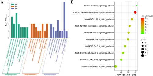 Figure 3. GO (A) and KEGG (B) enrichment analysis.