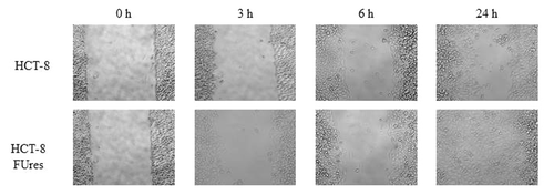 Figure 1. Representative images of wound healing assay. HCT-8 (upper lane) and HCT-8FUres (lower lane) acquired at 320 X magnification, at 0, 3, 6, and 24 h are shown.