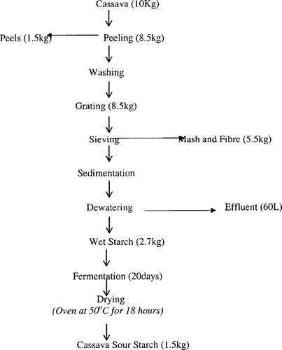 Figure 1 Flow chart for production of sour starch.[Citation13]
