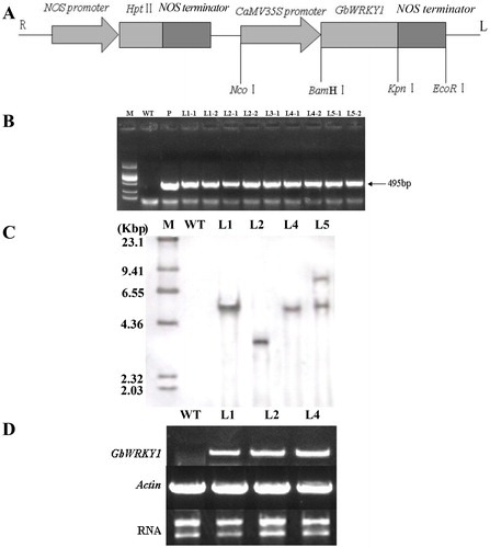 Figure 4. Molecular analysis of GbWRKY1-transformed Arabidopsis and non-transformed plants. (A) Schematic representation of recombinant plasmid PCamE35S-GbWRKY1-hptII. R and L indicate right and left borders of T-DNA. (B) PCR-screening of GbWRKY1. PCR product (495 bp) was amplified from transgenic plants and plasmid (P), but not from WT. M, DNA marker DL2000. (C) Southern blot analysis of GbWRKY1 in transgenic lines and WT. Genomic DNA (20 μg) was digested with HindIII and hybridized against DIG-labeled GbWRKY1 probe. M, DNA Molecular Weight Marker II (Roche). Transgenic lines L1, L2, L4 and L5 of T3 progeny were initially tested. (D) RT-PCR analysis of GbWRKY1 expression in transgenic Arabidopsis lines L1, L2 and L4.