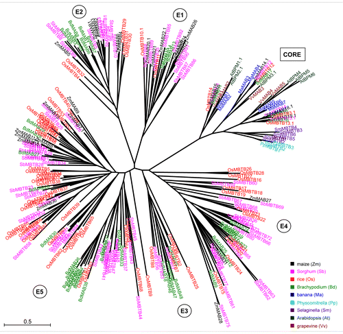 Figure 1. Unrooted phylogentic tree of 259 genes encoding MATH-BTB proteins from 9 representative land plant species (embryophyta). Analysis was done with Seaview v.4.3.4. using nucleotide sequence regions (open reading frames) of full-length MATH-BTB proteins with both MATH and BTB domains. Genes are color-coded by species (see legend for colors at the bottom right side of the tree). E1 to E5 indicate 5 major grass-specific subclades of the expanded clade. Core clade MATH-BTB genes form a separate clade. The number after decimal point for designated gene presents a splicing variant used for phylogenetic analysis. The bar of 0.5 is a branch length, which represents nucleotide substitutions per site. For sequence identifiers see Table S1. For statistical support of phylogenetic tree see Figure S1.