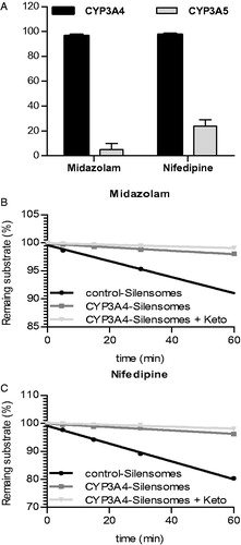 Figure 4. Specificity of azamulin for CYP3A4 vs. CYP3A5. (A) Azamulin was pre-incubated (5 μM, 15 min) with recombinant CYP3A4 and CYP3A5, after a 1/10 dilution, inhibition of CYP3A4 and CYP3A5-mediated midazolam-1′-hydroxylase and nifedipine-oxydase activities were measured using midazolam (50 μM) and nifedipine (50 μM). Midazolam (10 μM) (B) and nifedipine (20 μM) (C) disappearance kinetics at concentration close to their respective Km were followed in CYP3A4-SilensomesTM and control-SilensomesTM in the presence or absence of ketoconazole (0.3 μM).